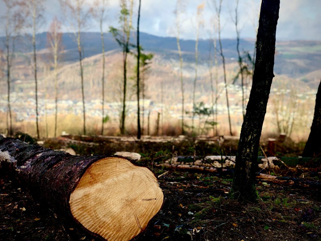 Wald Westerwald PV Reinschmidt
