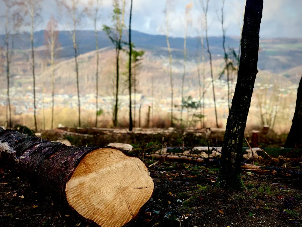 Wald Westerwald PV Reinschmidt